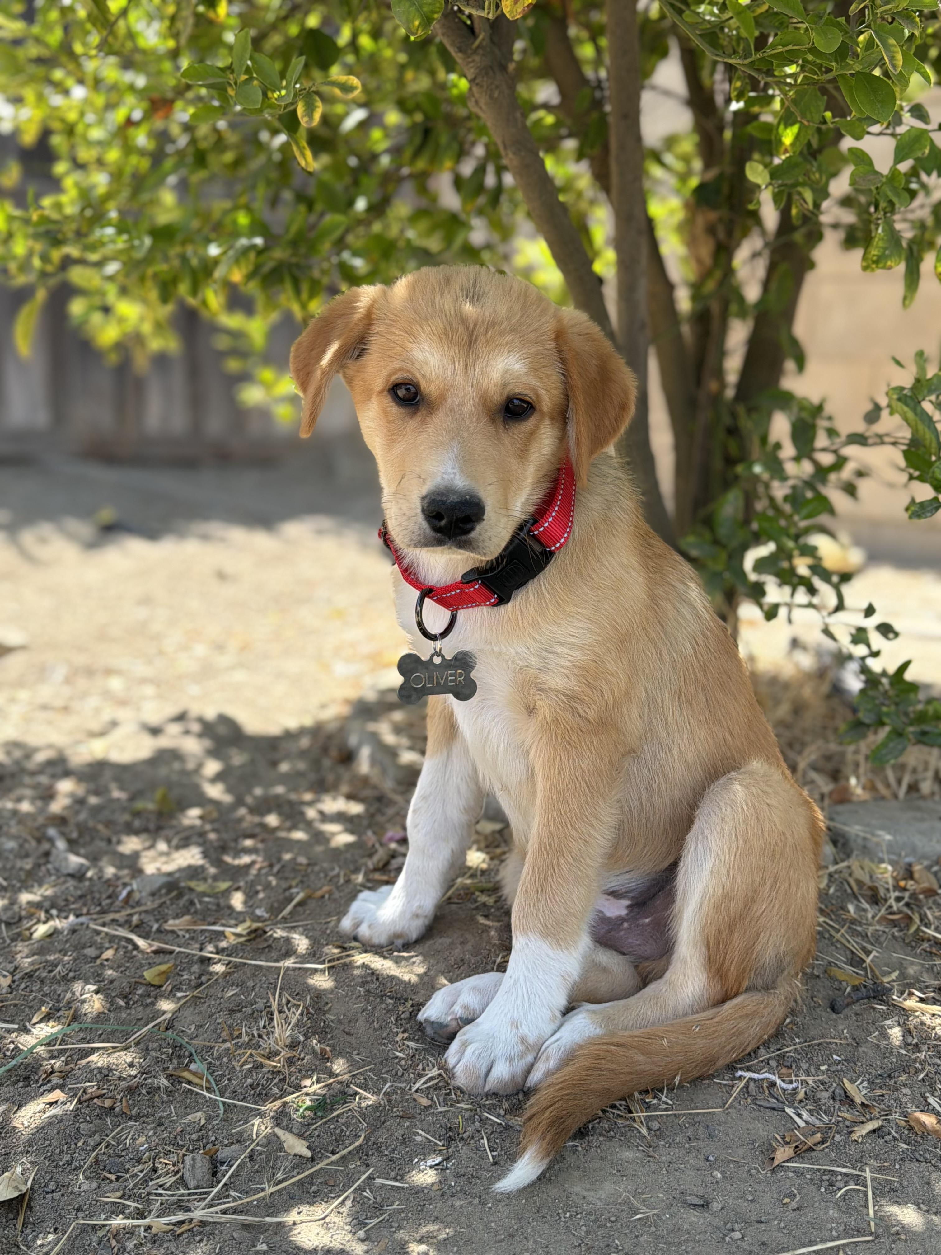 Oliver, Adoptable, Puppy Male Beagle & Labrador Retriever.