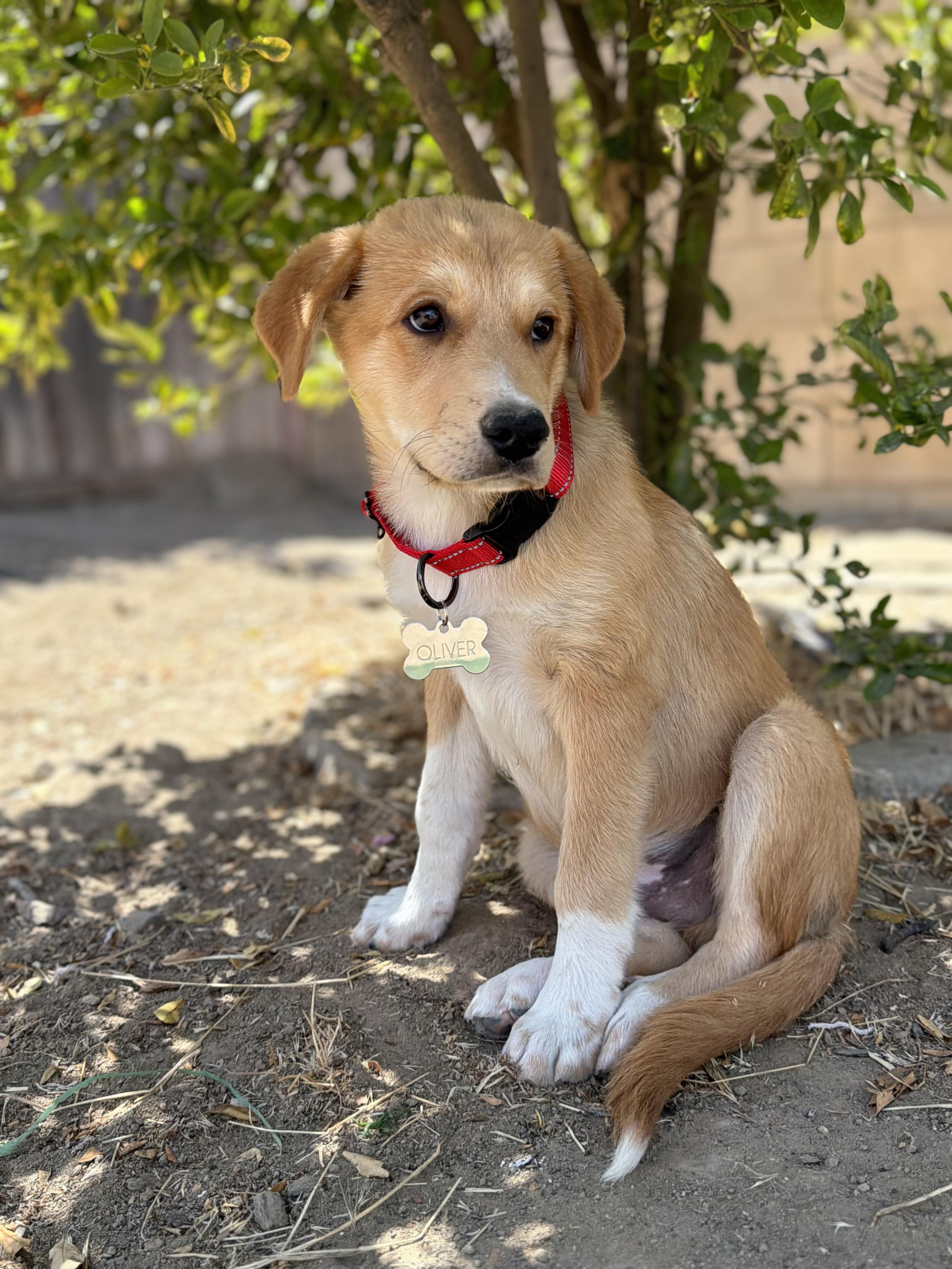 Oliver