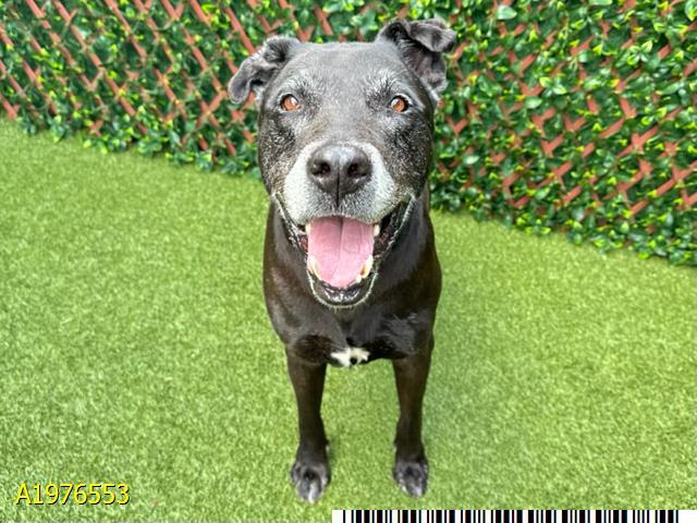 NIONO, Adoptable, Senior Female Mixed Breed & Mixed Breed.