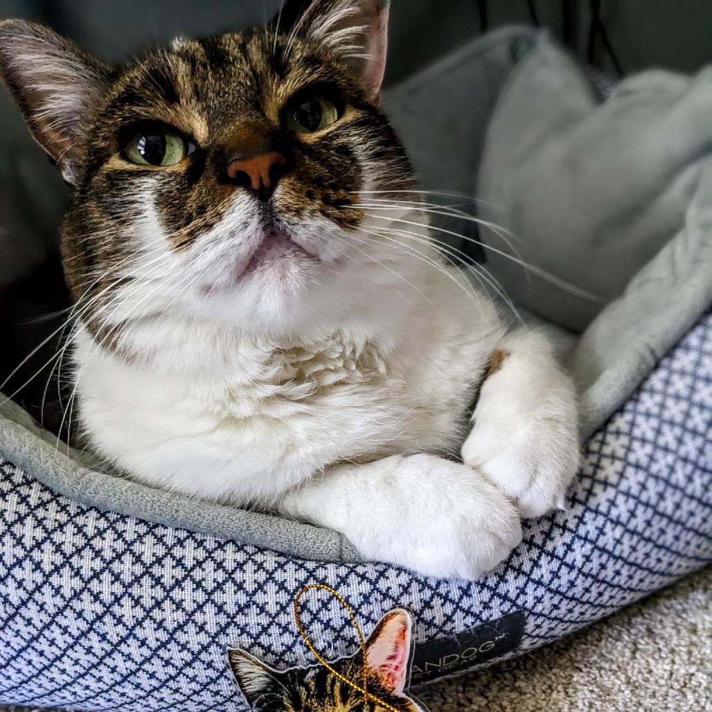 Spencer, Adoptable, Senior Male Domestic Short Hair.