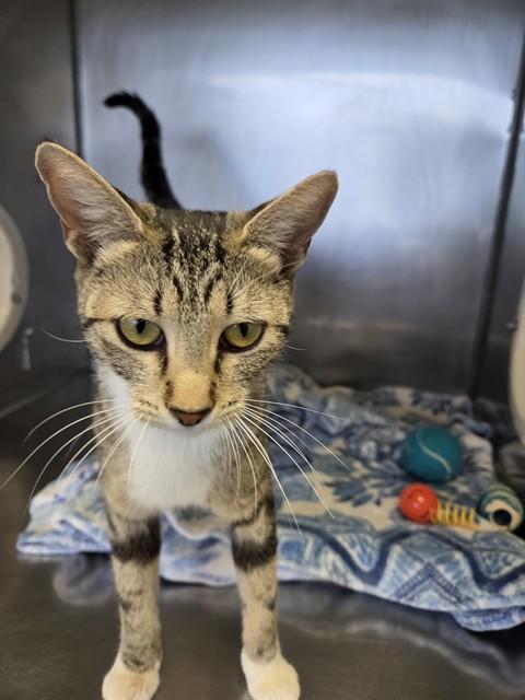Enlarge Chiara A061095, a Adoptable Domestic Short Hair in San Andreas, CA image 2/2
