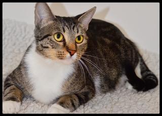 Enlarge Chiara A061095, a Adoptable Domestic Short Hair in San Andreas, CA image 1/2