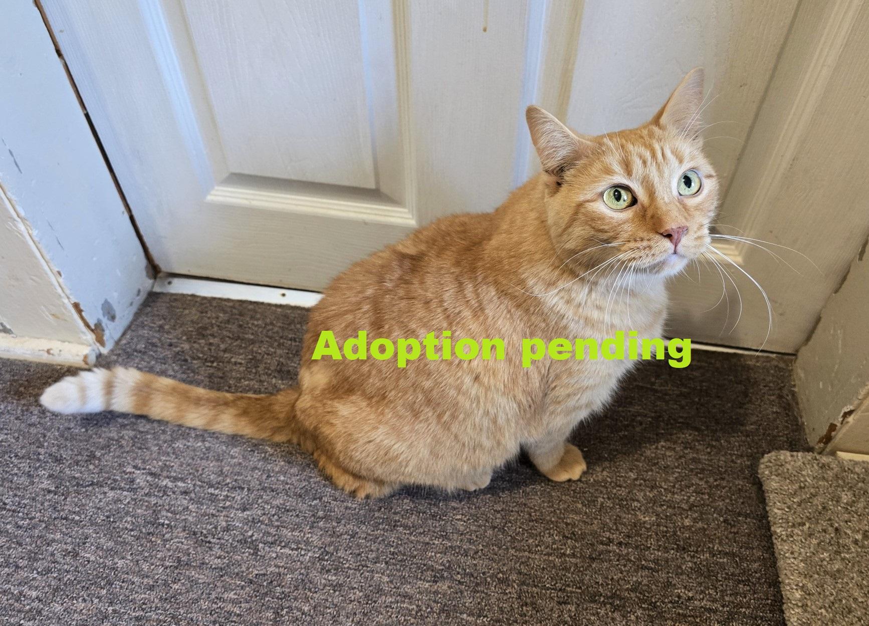 Sandy, Adult Male Domestic Short Hair