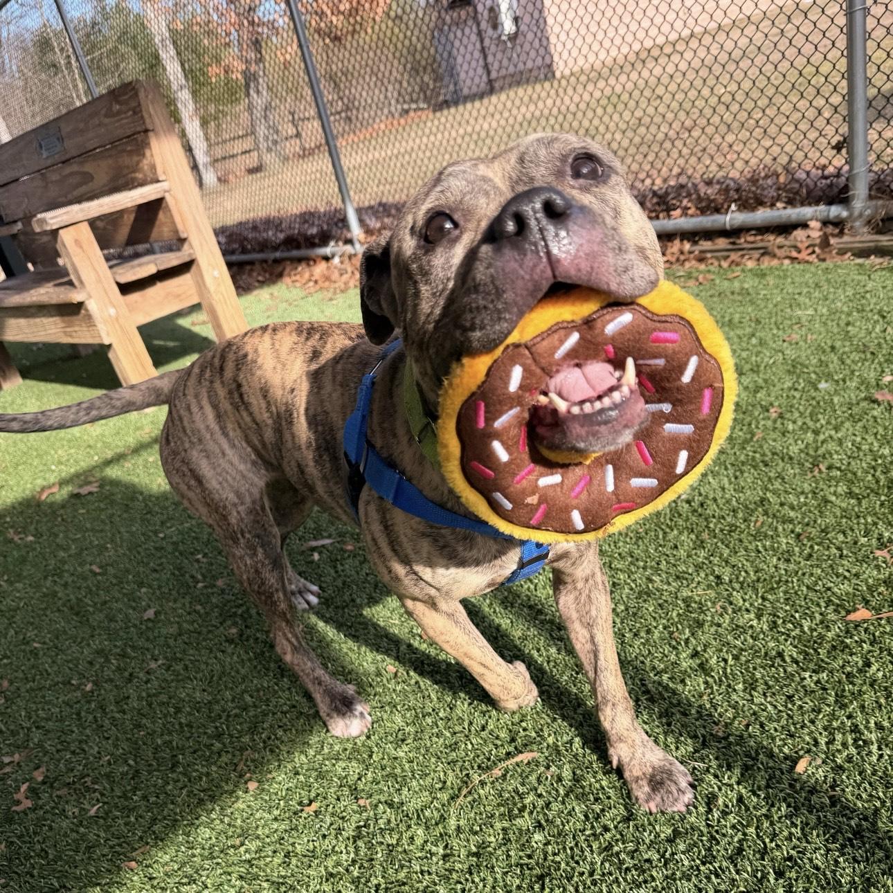 Enlarge Nova, a ADOPTABLE mixed breed in Eatontown, NJ image 1/4