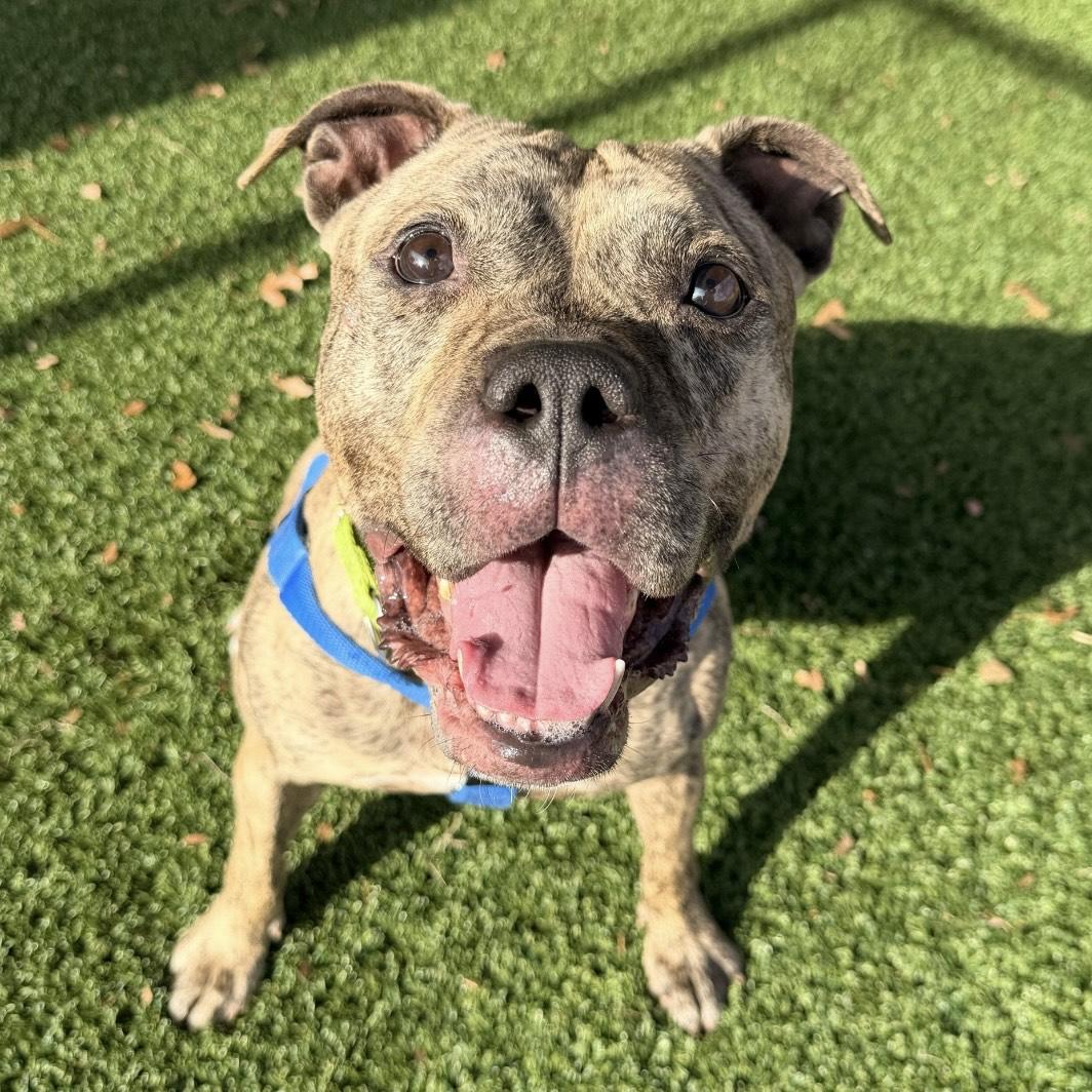 Enlarge Nova, a ADOPTABLE mixed breed in Eatontown, NJ image 4/4