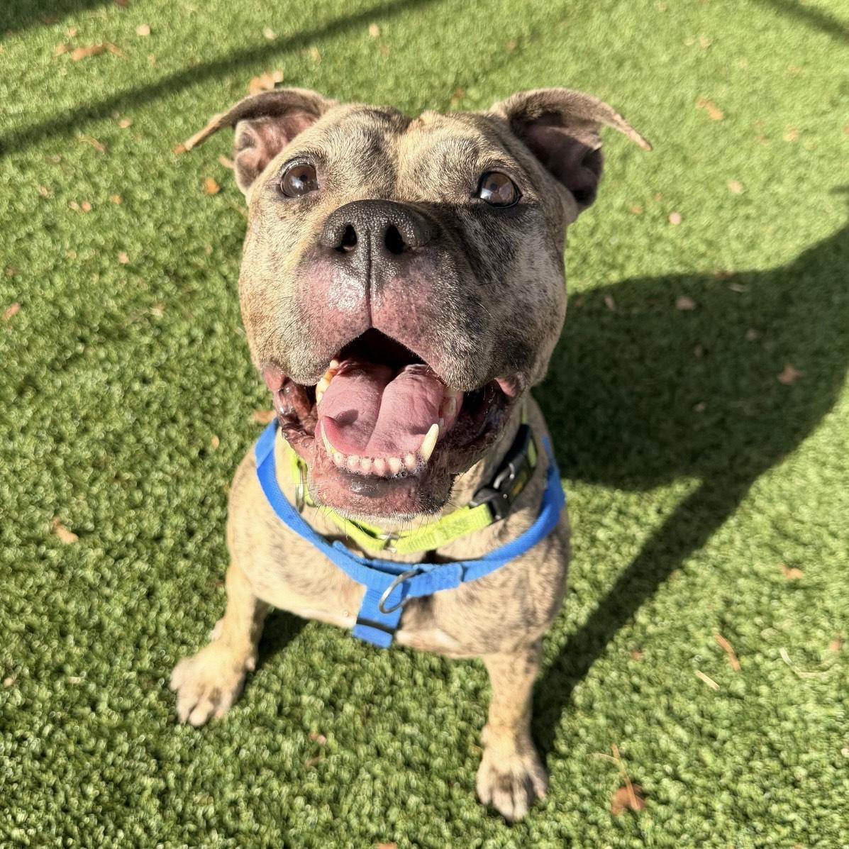 Enlarge Nova, a ADOPTABLE mixed breed in Eatontown, NJ image 2/4