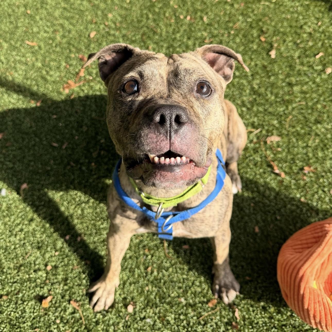 Enlarge Nova, a ADOPTABLE mixed breed in Eatontown, NJ image 3/4