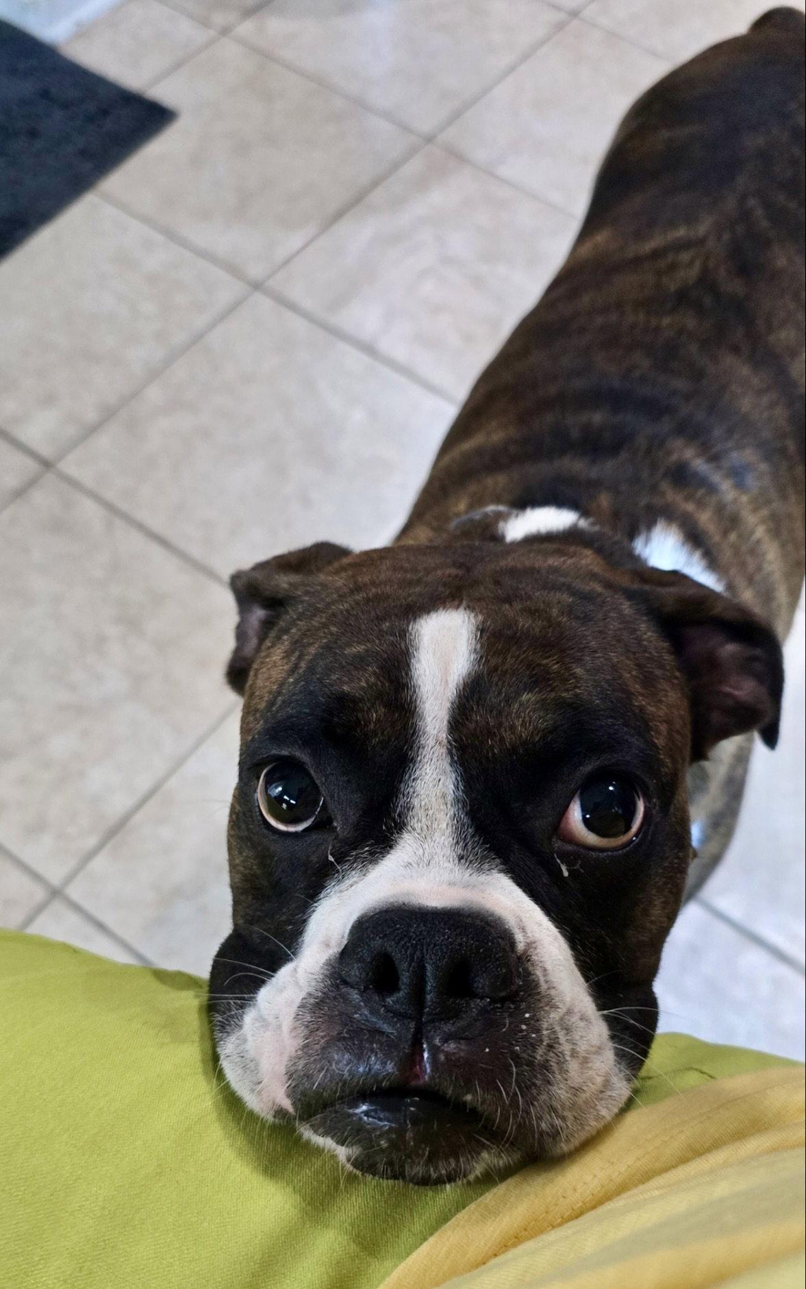 Bella Brindle, Adoptable, Adult Female Boxer.