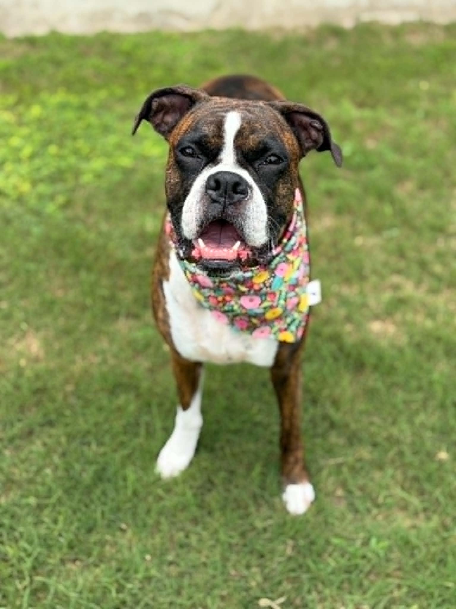 Bella Brindle, a Adoptable Boxer in Monticello, NY image 2/3
