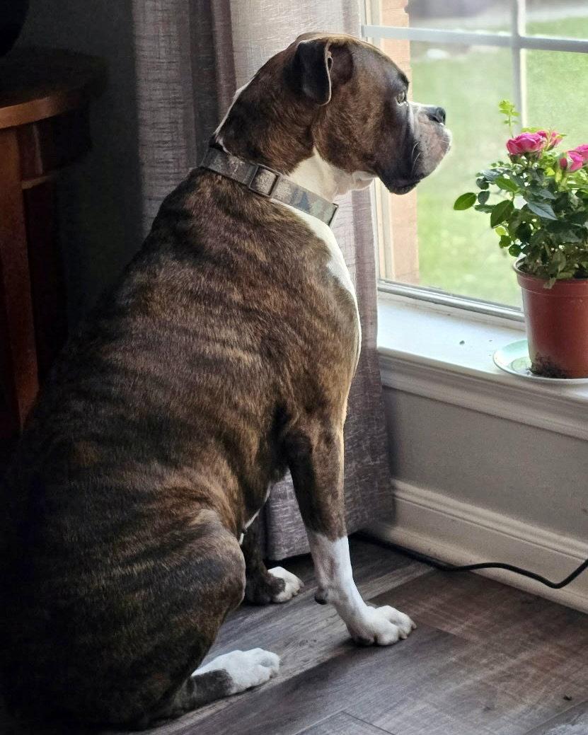 Bella Brindle, a Adoptable Boxer in Monticello, NY image 3/3