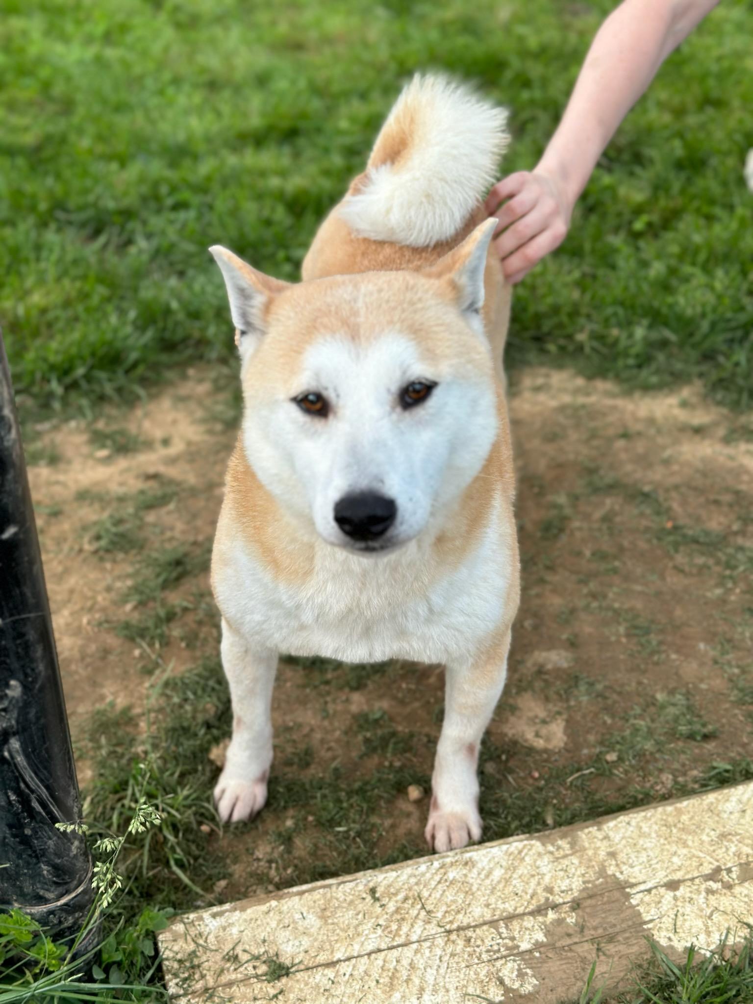 Muriel, a Adoptable Shiba Inu in Chester Springs, PA image 1/2