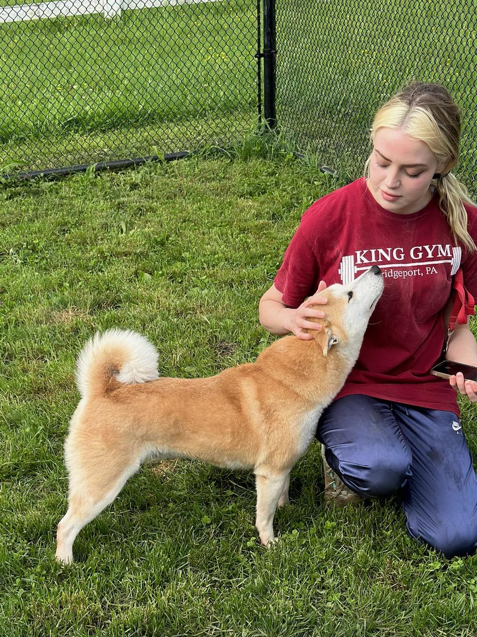 Muriel, a Adoptable Shiba Inu in Chester Springs, PA image 2/2