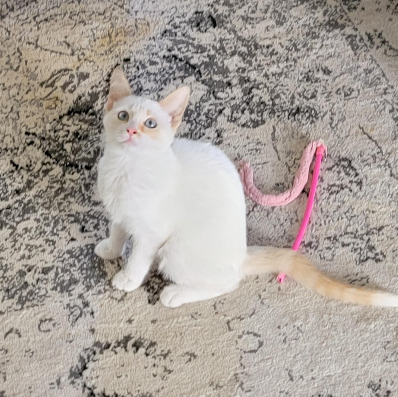 Bambi, a ADOPTABLE Siamese in Wyandotte, MI image 2/6