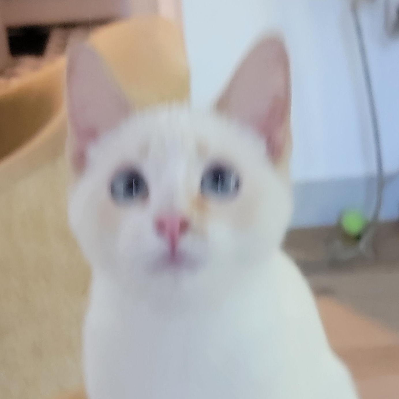 Bambi, ADOPTABLE, Kitten Female Siamese.