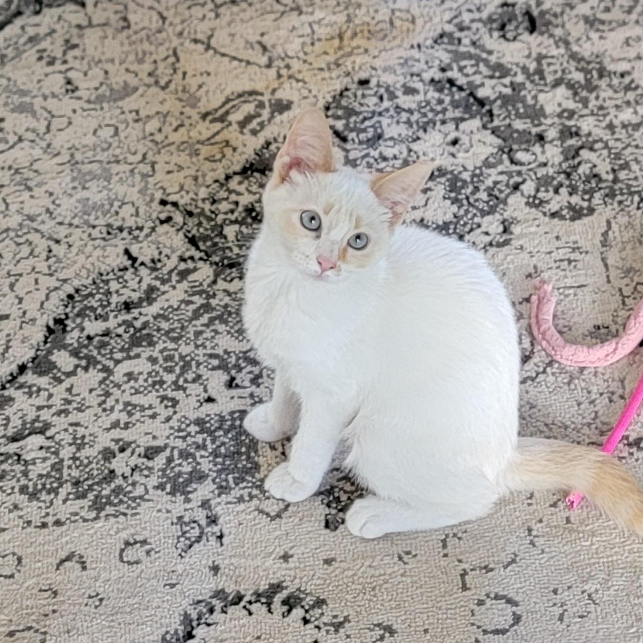 Bambi, a ADOPTABLE Siamese in Wyandotte, MI image 5/6