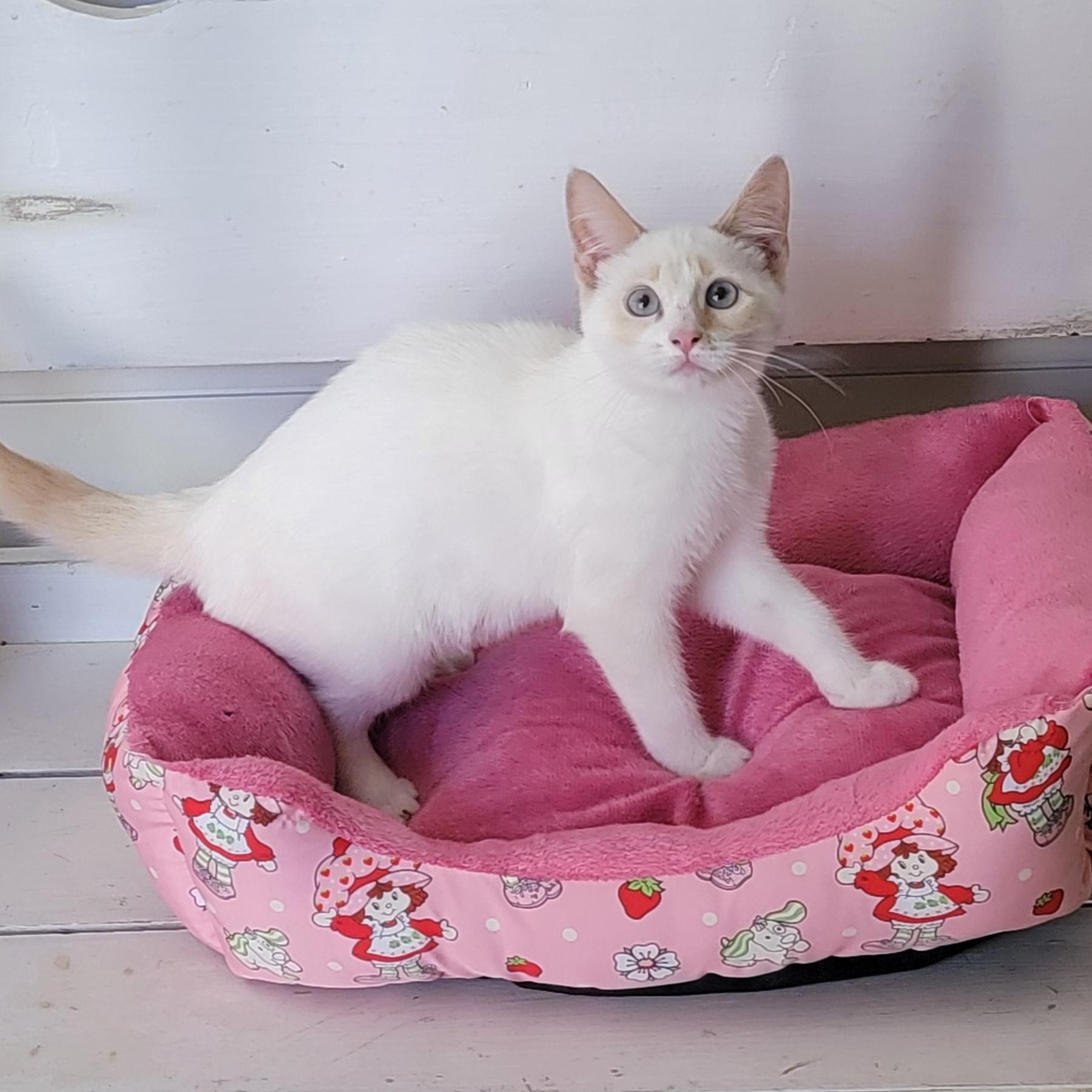 Bambi, a ADOPTABLE Siamese in Wyandotte, MI image 3/6