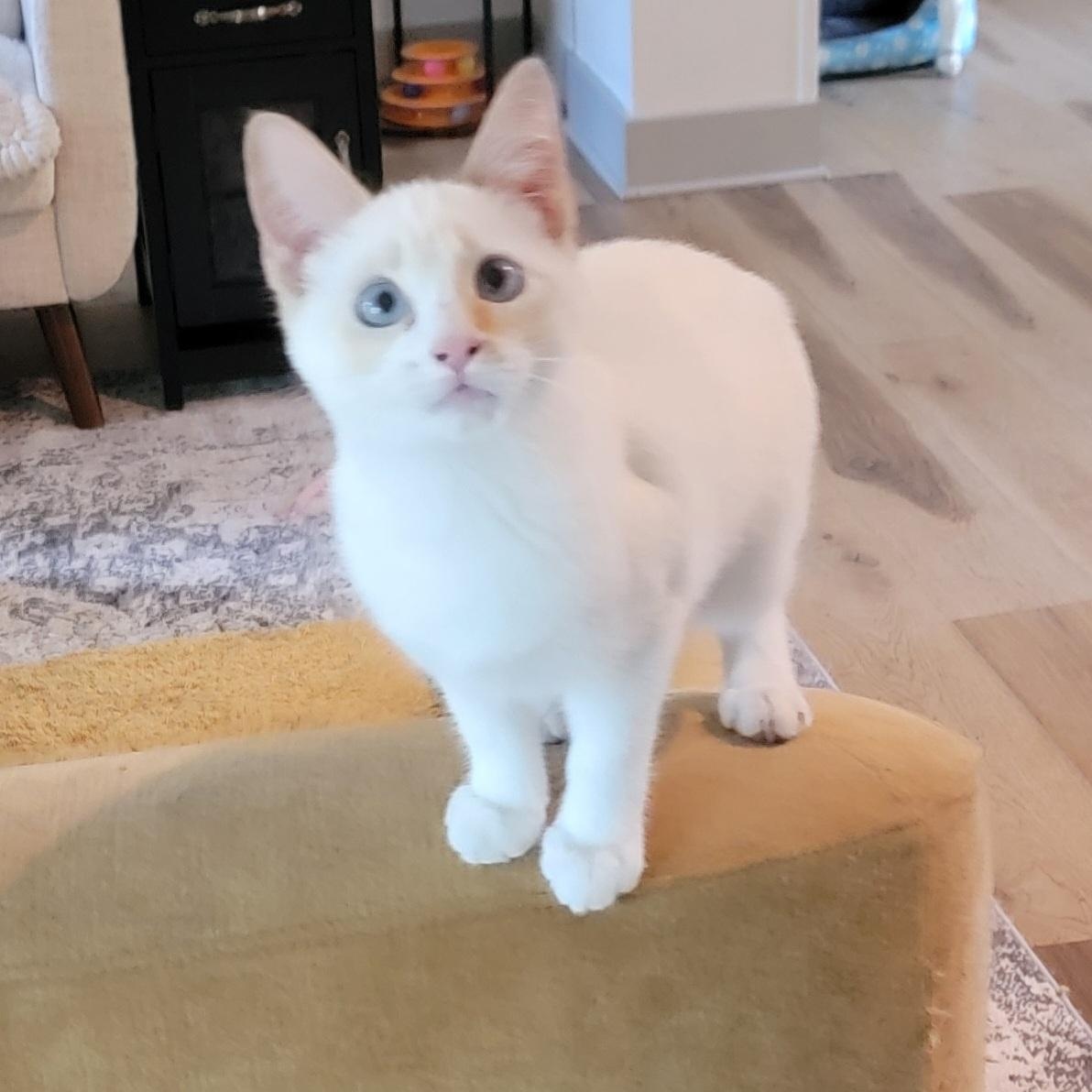 Bambi, a ADOPTABLE Siamese in Wyandotte, MI image 4/6