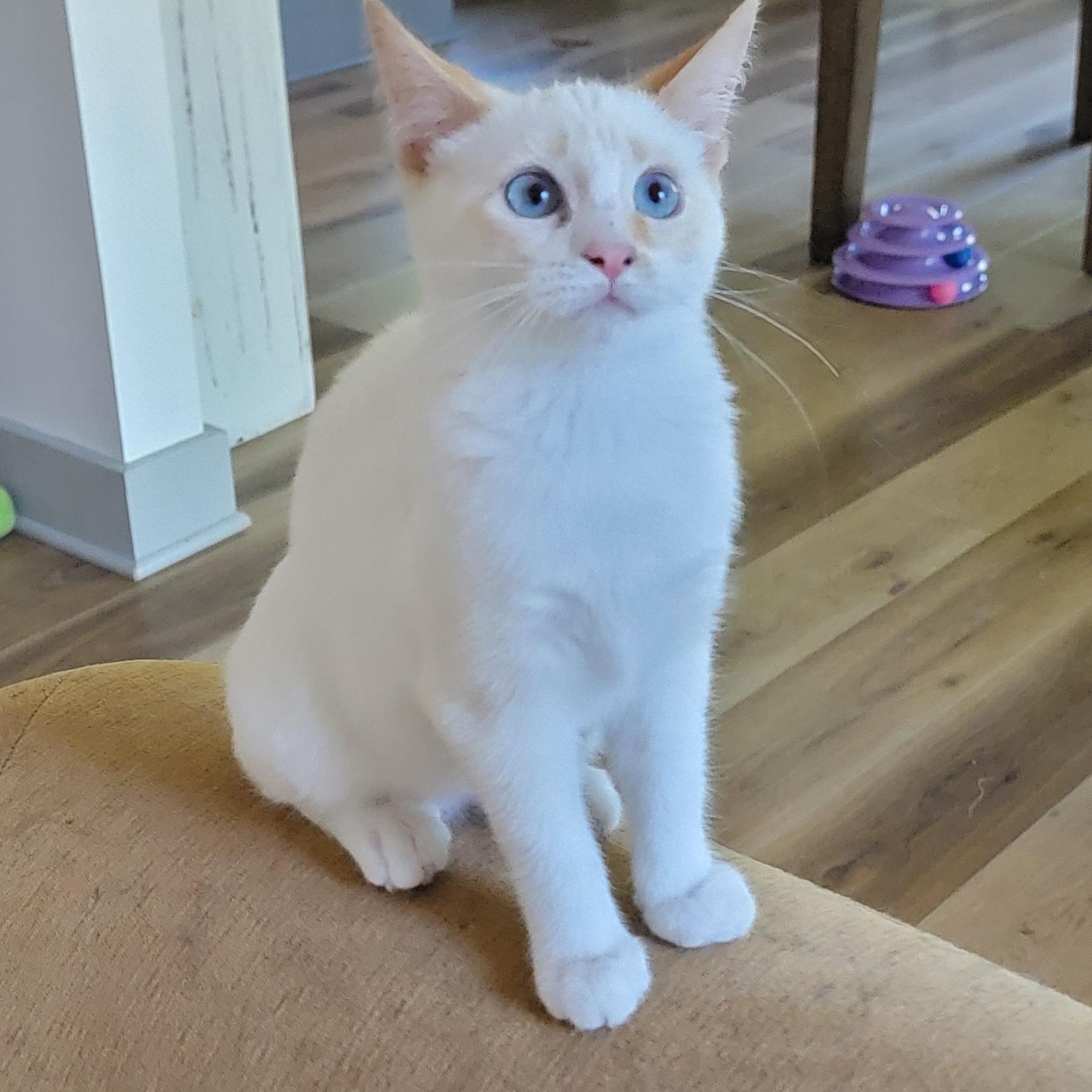 Bambi, a ADOPTABLE Siamese in Wyandotte, MI image 6/6