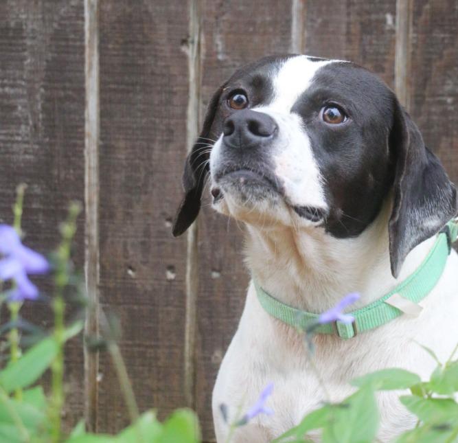 Emmie 25, Adoptable, Adult Female Pointer.