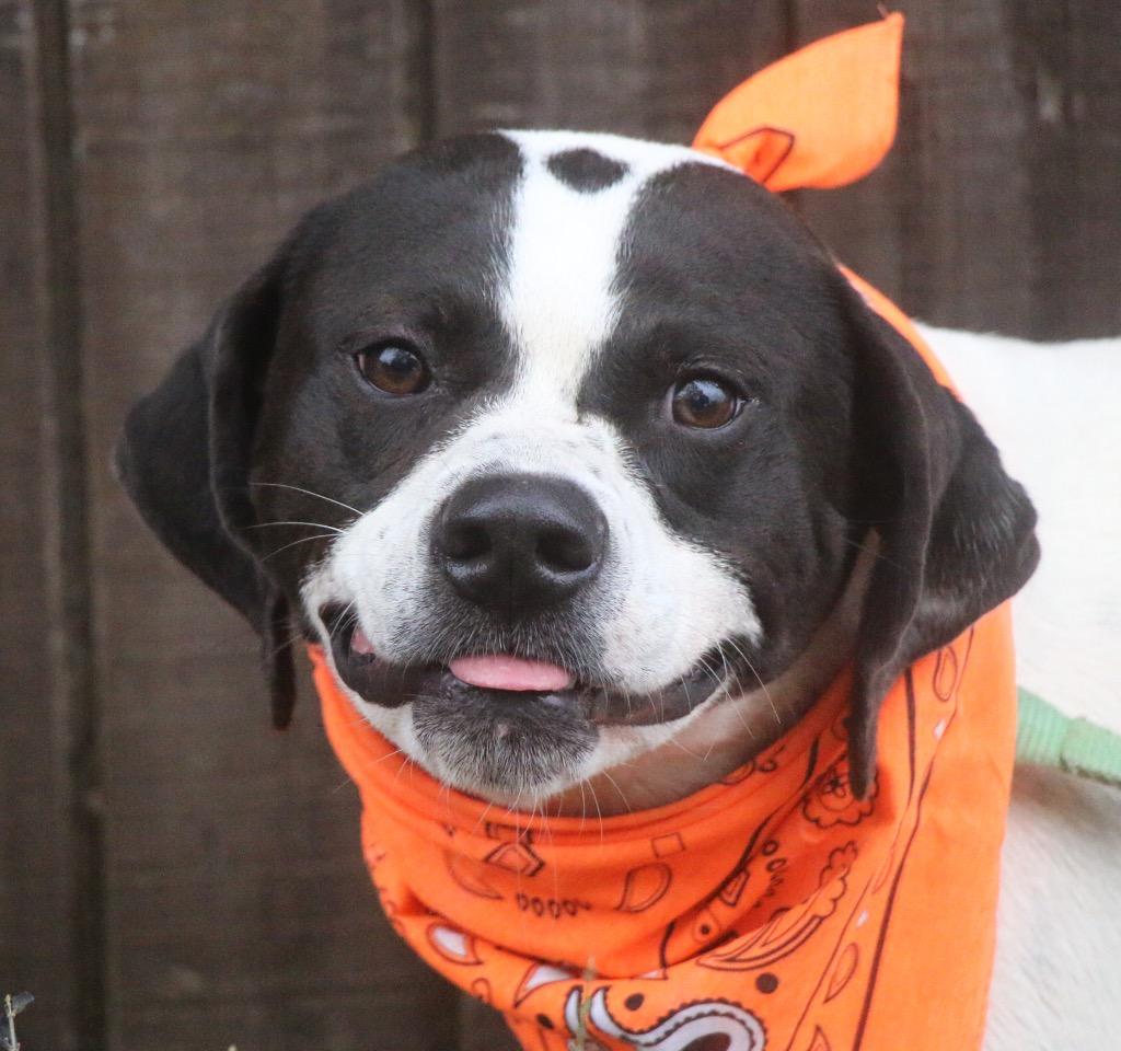 Enlarge Emmie 25, a Adoptable mixed breed in Brookhaven, MS image 2/4