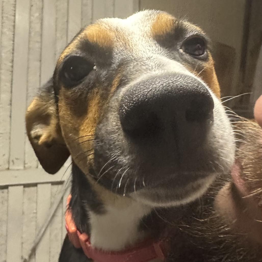 Trinity, Adoptable, Adult Female Mixed Breed.