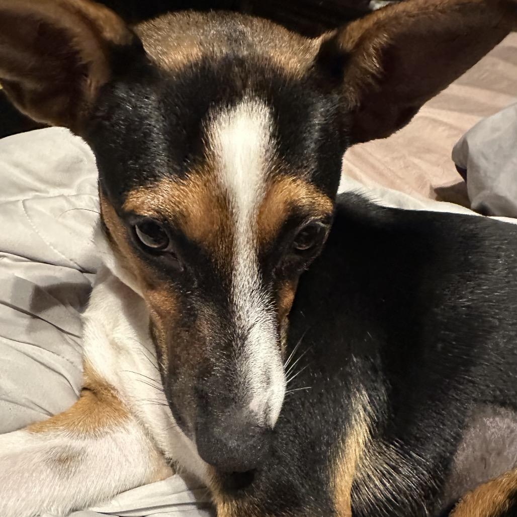 Enlarge Trinity, a Adoptable Mixed Breed in Volcano, HI image 2/6