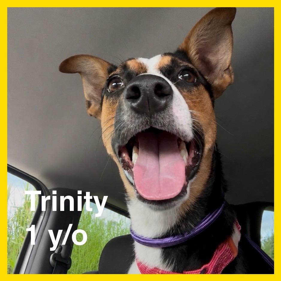 Enlarge Trinity, a Adoptable Mixed Breed in Volcano, HI image 3/6