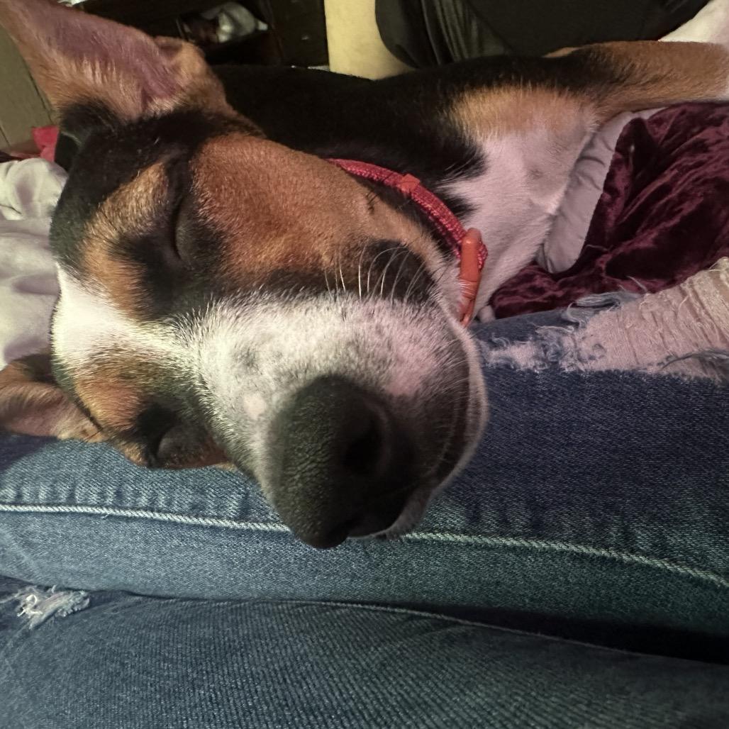 Enlarge Trinity, a Adoptable Mixed Breed in Volcano, HI image 4/6