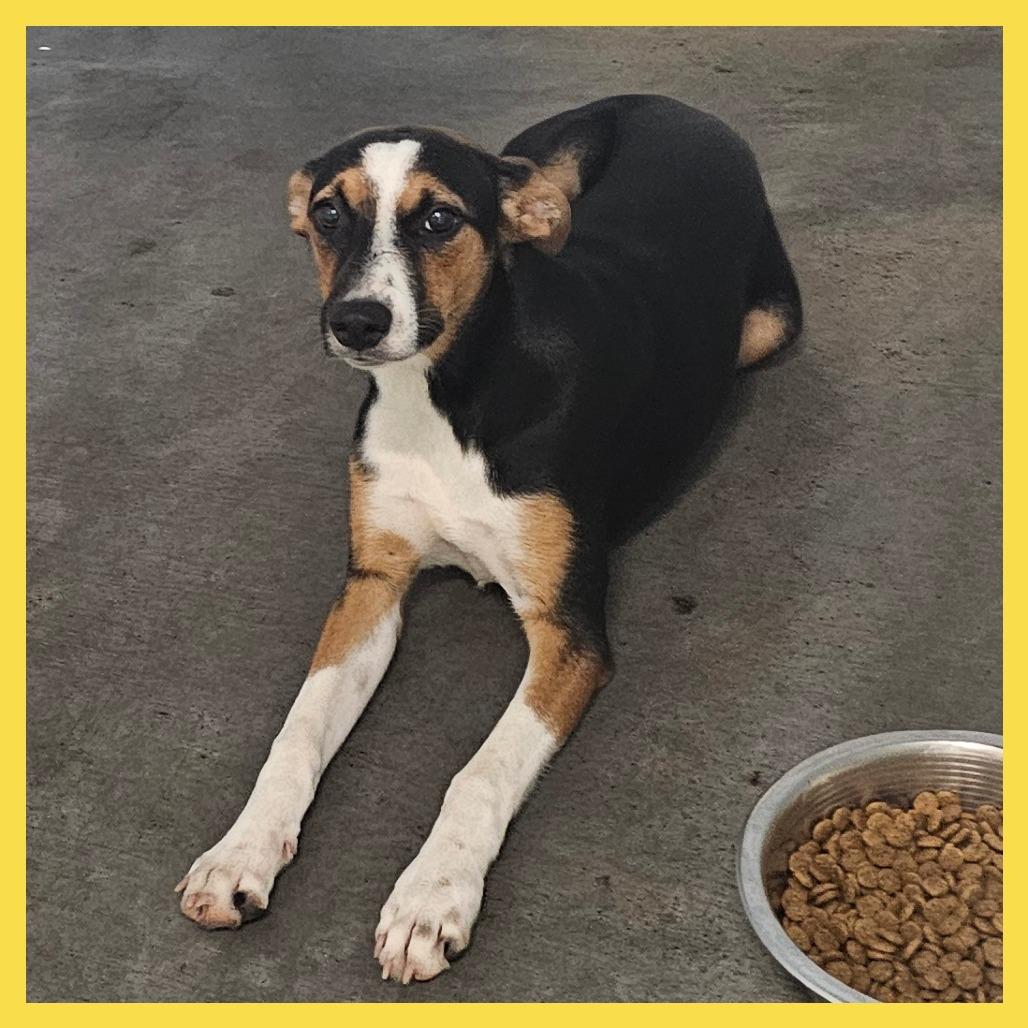 Enlarge Trinity, a Adoptable Mixed Breed in Volcano, HI image 6/6