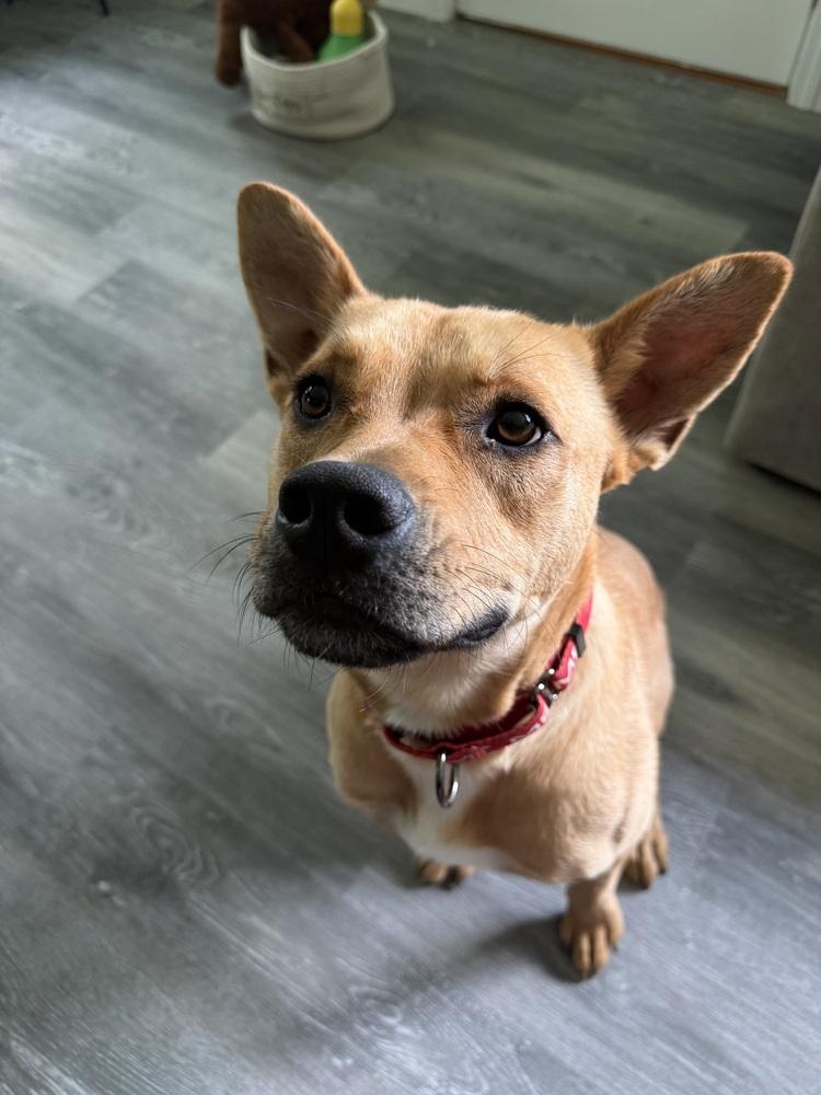 Britney Spears (26-089 D), Adoptable, Young Female Mixed Breed.