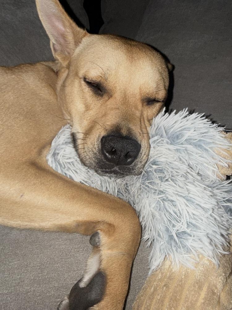 Enlarge Britney Spears (26-089 D), a Adoptable mixed breed in Lansing, MI image 2/6