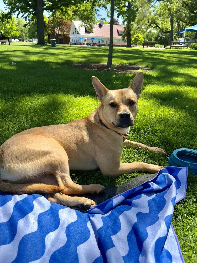 Enlarge Britney Spears (26-089 D), a Adoptable mixed breed in Lansing, MI image 2/4