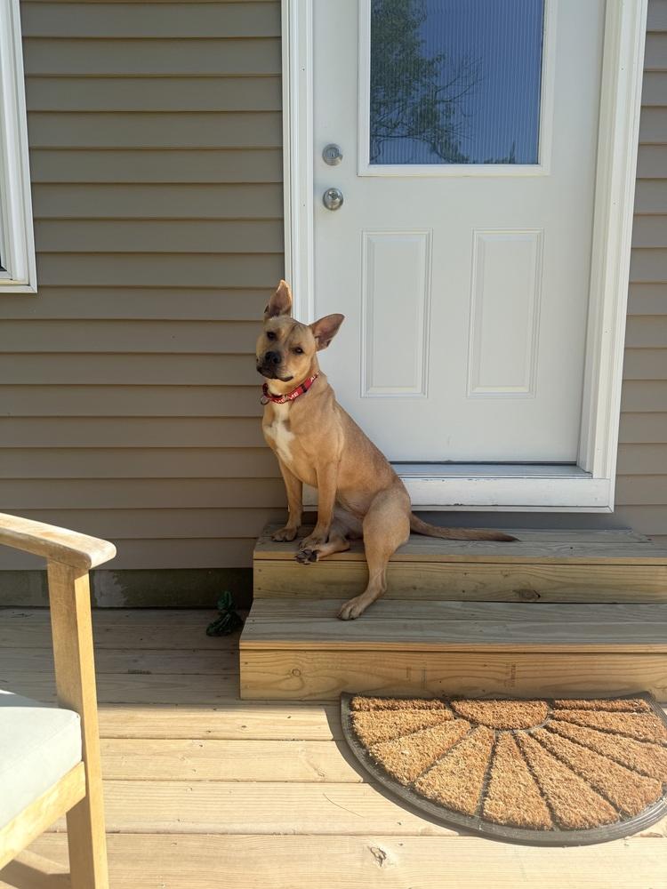 Enlarge Britney Spears (26-089 D), a Adoptable mixed breed in Lansing, MI image 3/4