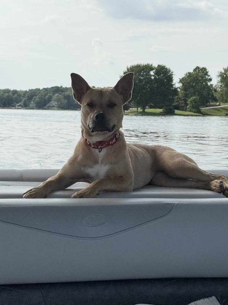 Enlarge Britney Spears (26-089 D), a Adoptable mixed breed in Lansing, MI image 5/6