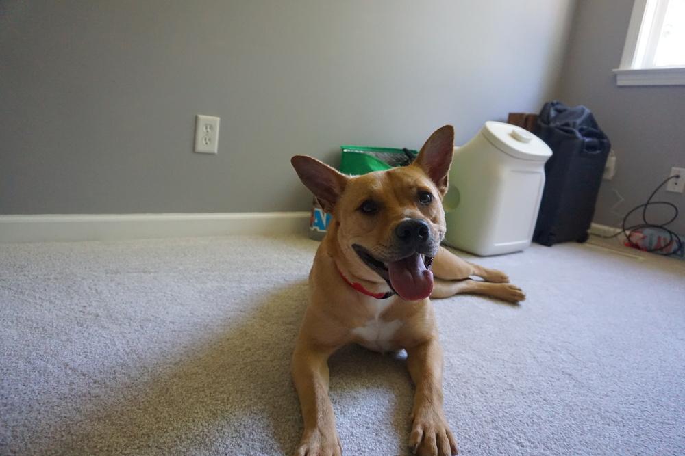 Enlarge Britney Spears (26-089 D), a Adoptable mixed breed in Lansing, MI image 6/6