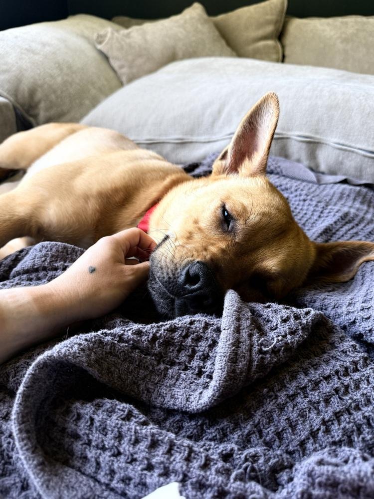 Enlarge Britney Spears (26-089 D), a Adoptable mixed breed in Lansing, MI image 4/4