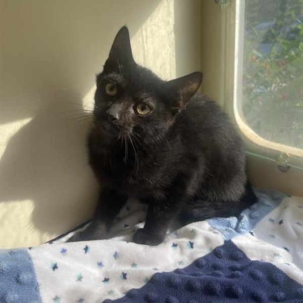Enlarge August, a Adoptable Domestic Short Hair in Prince Frederick, MD image 6/6