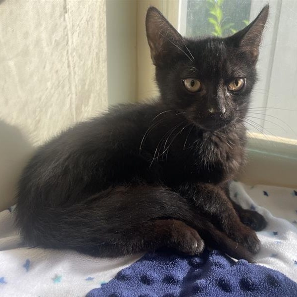 Enlarge August, a Adoptable Domestic Short Hair in Prince Frederick, MD image 1/6