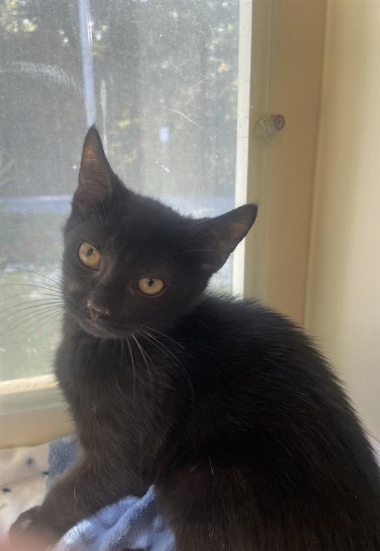 Enlarge August, a Adoptable Domestic Short Hair in Prince Frederick, MD image 3/6