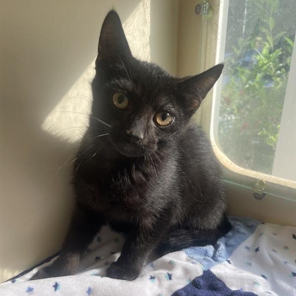 Enlarge August, a Adoptable Domestic Short Hair in Prince Frederick, MD image 4/6