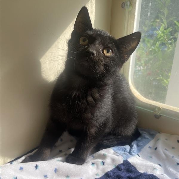 Enlarge August, a Adoptable Domestic Short Hair in Prince Frederick, MD image 2/6