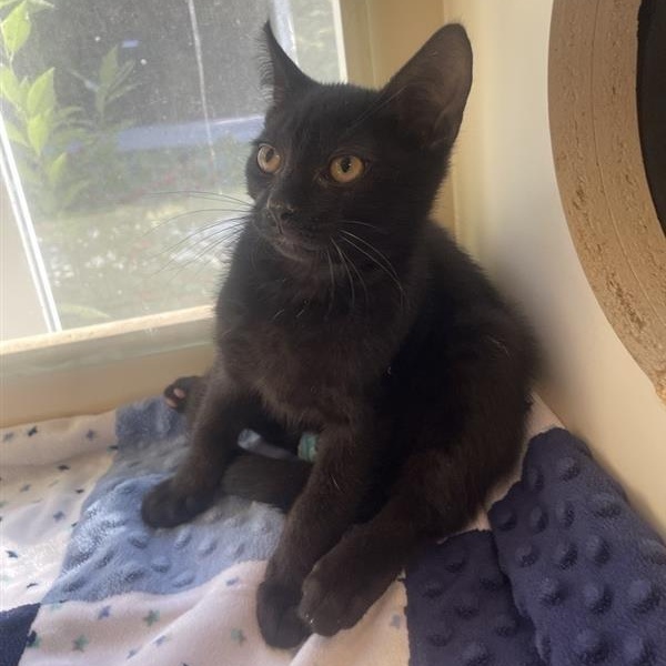 Enlarge August, a Adoptable Domestic Short Hair in Prince Frederick, MD image 5/6