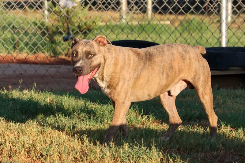 TJ, Adoptable, Adult Male American Bully.