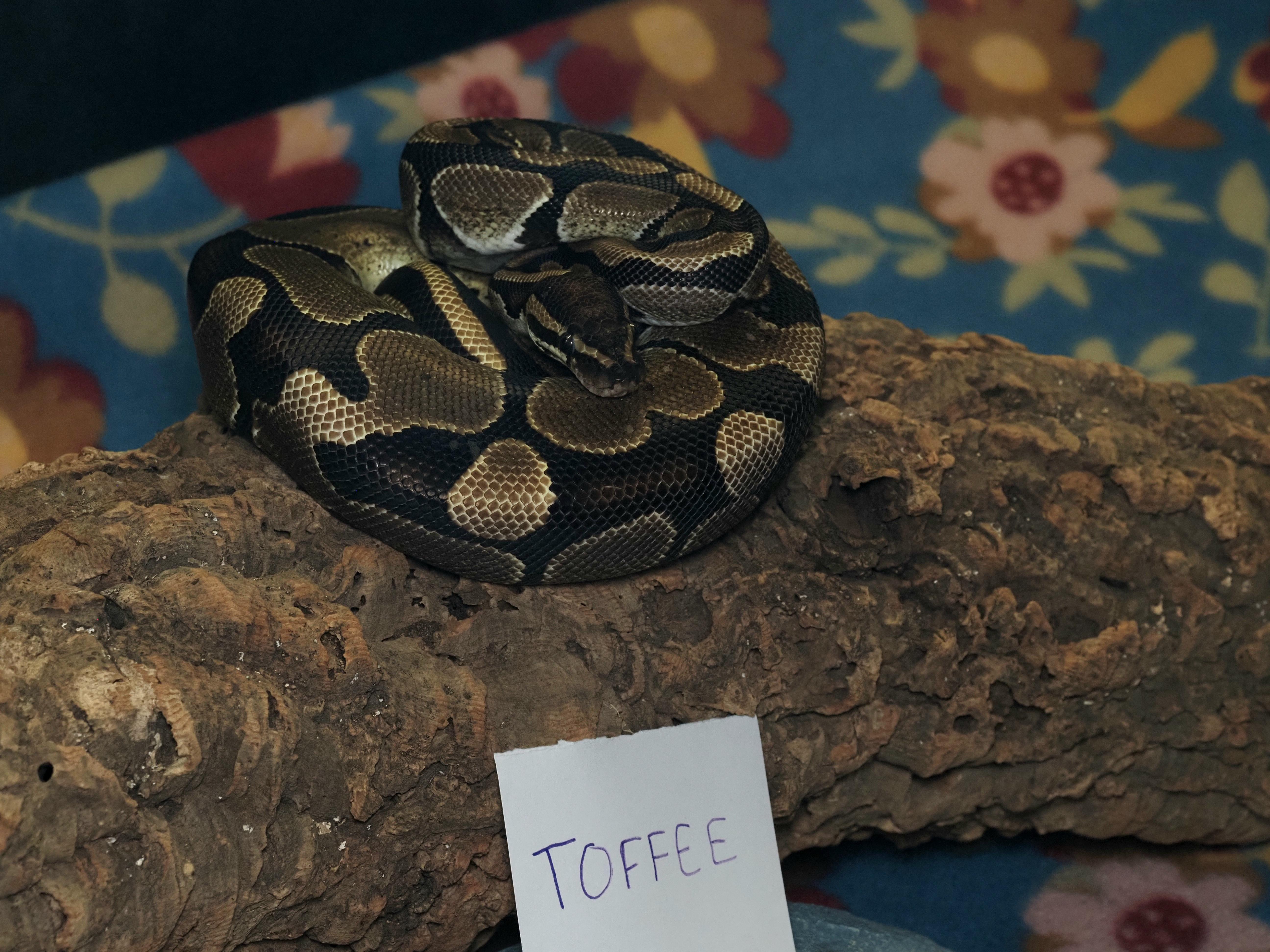 Enlarge Toffee, an adopted Ball Python in Tacoma, WA image 2/2