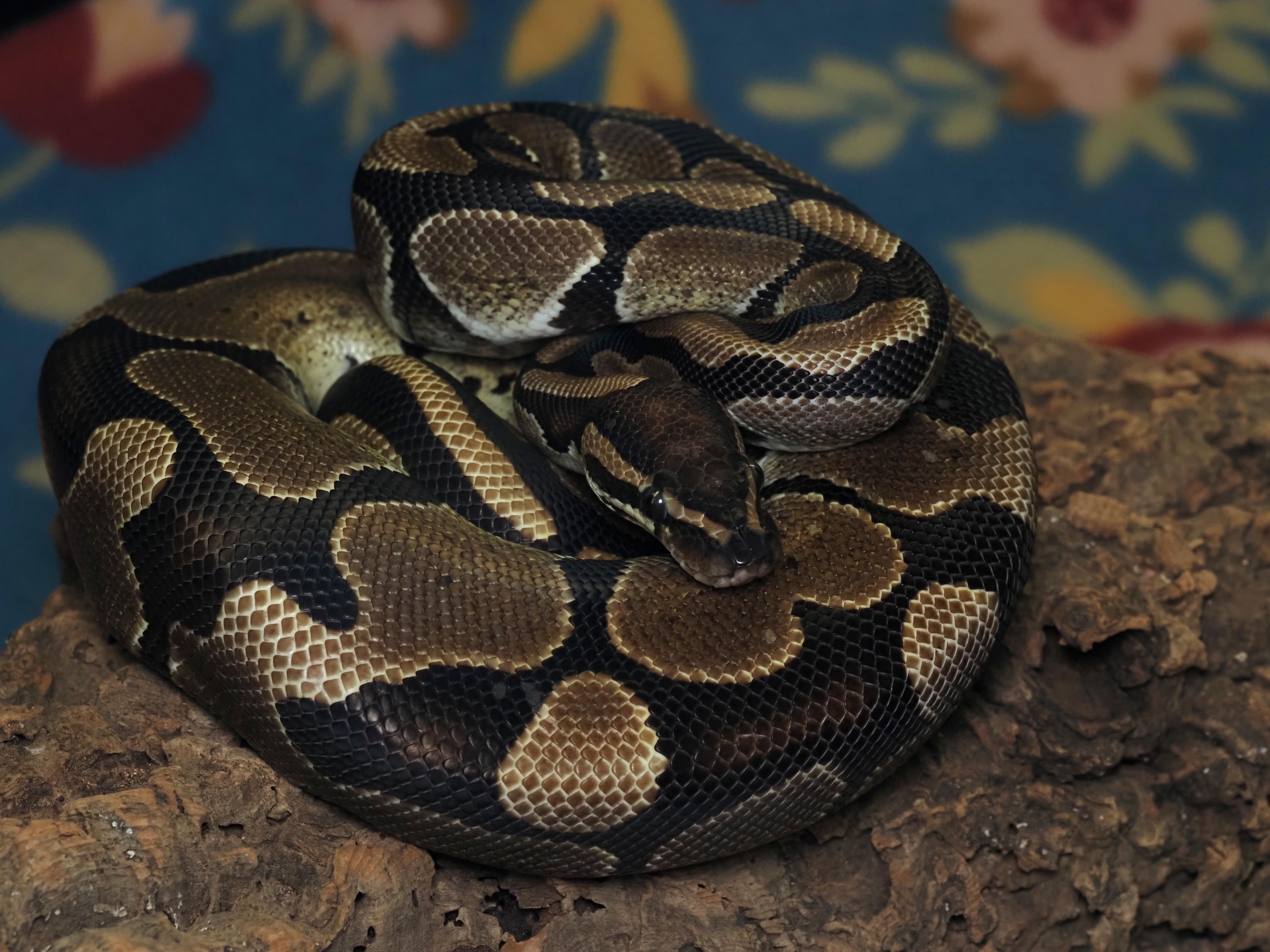 Enlarge Toffee, an adopted Ball Python in Tacoma, WA image 1/2