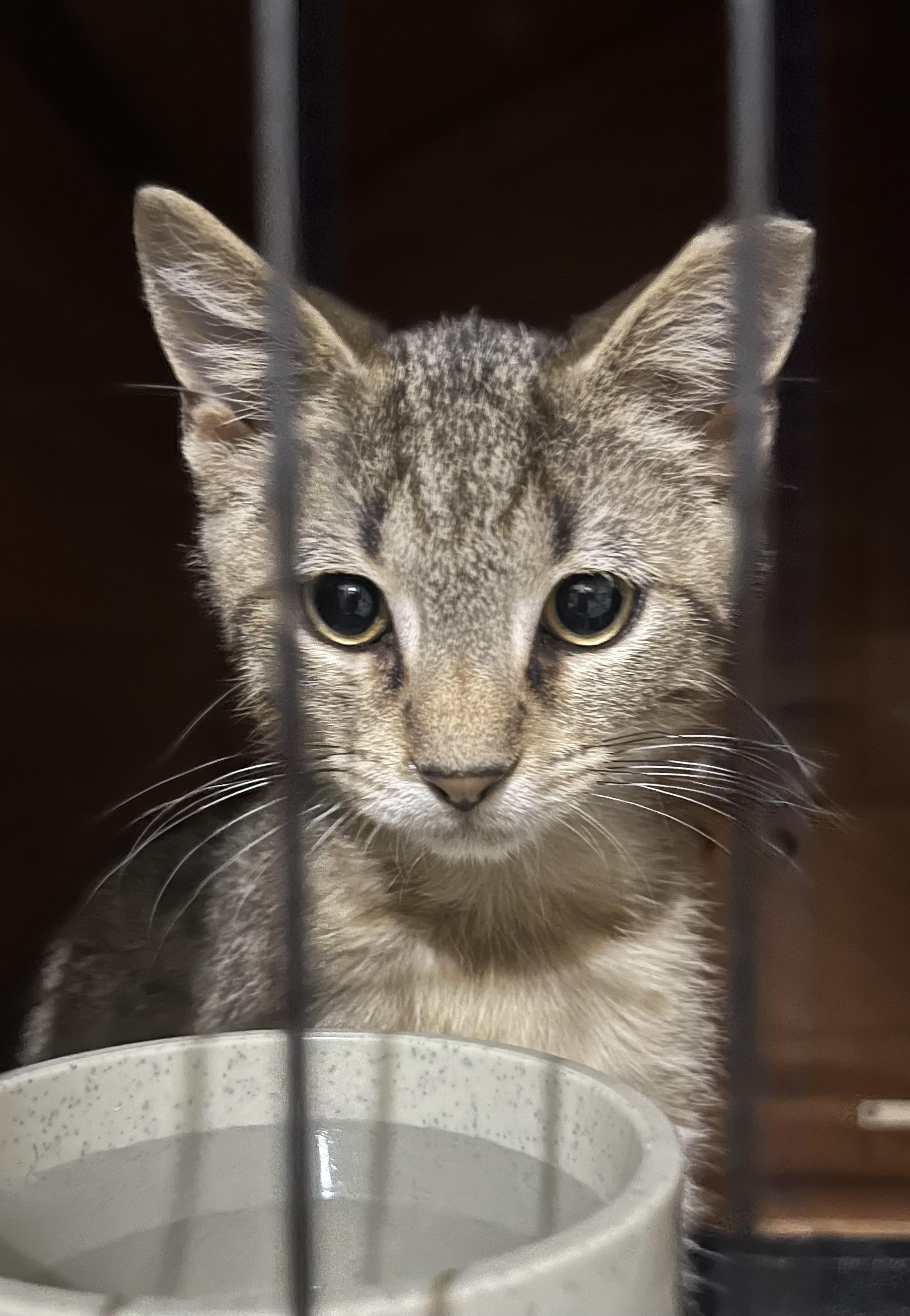 Krewz & Westlin, Adoptable, Kitten Female Domestic Short Hair.