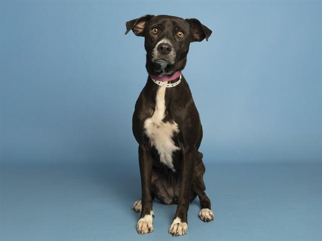 BETTY, Adoptable, Adult Female Pit Bull Terrier.