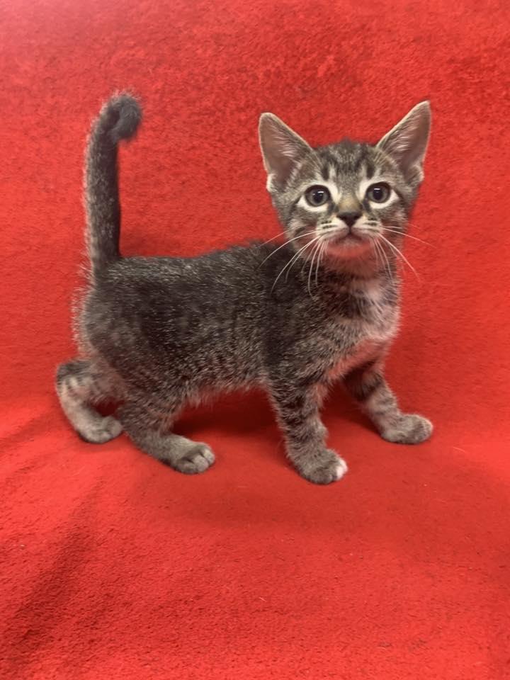 Enlarge tinky winky, a Adoptable Domestic Short Hair in Fairfield, IL image 1/1