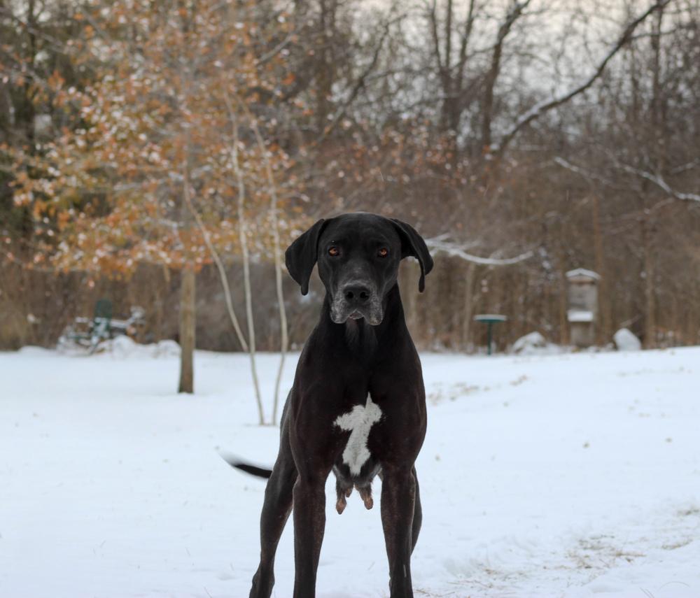 Holly, Adopted, Adult Female Great Dane.