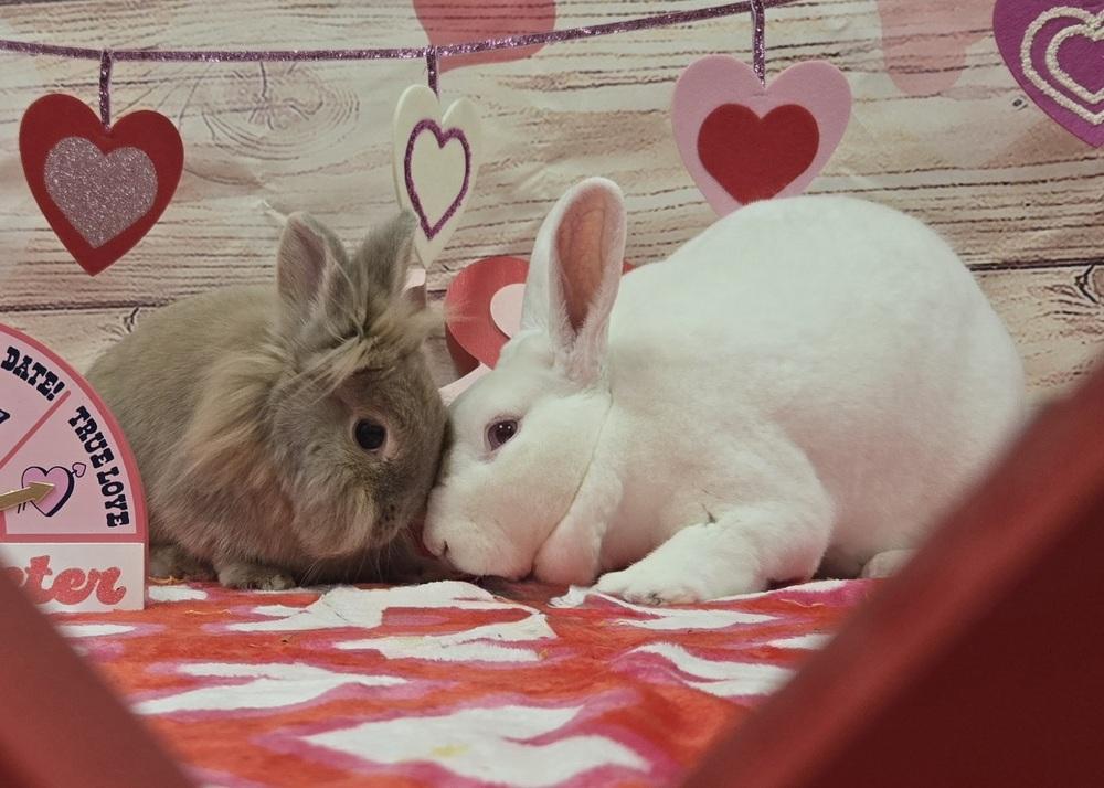 Jerry, Adoptable, Senior Male Lionhead.
